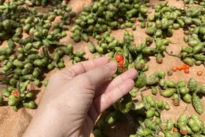 Giá dổi 600.000 đồng/kg, nhiều người hi vọng đổi đời 