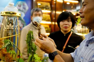 Cách nhận diện đúng sâm Ngọc Linh trên thị trường