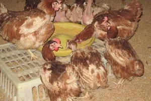 Gà thải loại ồ ạt vào Việt Nam, Chính phủ có công điện khẩn