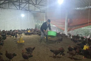 Cục Thú y nói gì về việc nhập gà đẻ loại thải?