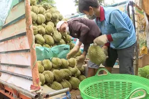 Sầu riêng vào vụ ùn ùn lên cửa khẩu, Lạng Sơn cảnh báo khẩn