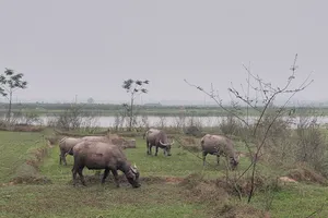 Cảnh báo bệnh than lây từ động vật sang người ở các tỉnh biên giới phía Bắc