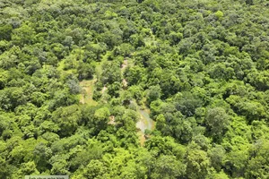 9 tháng, diện tích rừng bị cháy, chặt phá tăng 83%