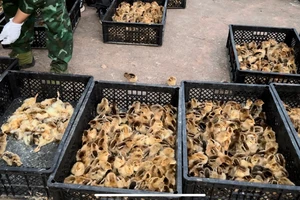 Ngành chăn nuôi lao đao với nạn nhập lậu gia cầm