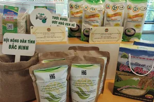 Tiết kiệm chi phí, tăng thu nhập nhờ canh tác lúa thân thiện môi trường