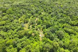 700 ha rừng sẽ được chuyển đổi làm đường giao thông, thuỷ điện, sân golf...