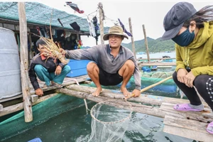 Đang xác minh thông tin 'Trung Quốc dừng nhập khẩu tôm hùm bông'