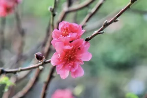 Dự báo thời tiết Tết Dương lịch 2024