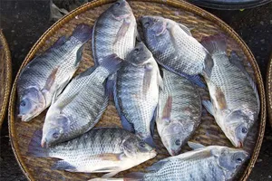 Brazil dừng nhập cá rô phi Việt Nam