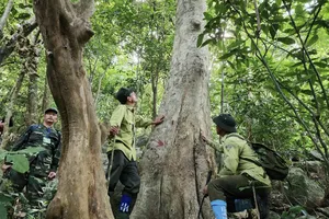 6 tỉnh có diện tích rừng lớn nhất cả nước