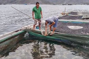 Nguyên nhân ban đầu khiến hàng loạt tôm hùm chết ở Khánh Hoà