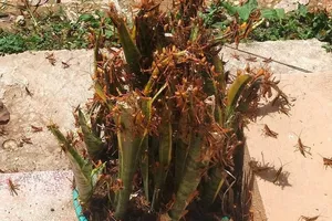 Châu chấu xuất hiện dày đặc ở Lạng Sơn, Cao Bằng gây thiệt hại lớn cho nông dân