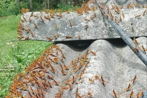 Đàn châu chấu tre bùng phát gây hại ở 11 tỉnh, Bộ NN&PTNT cảnh báo