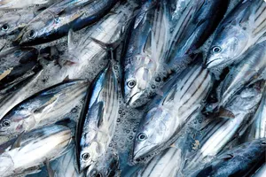 Bộ NN&PTNT giải thích việc chỉ được đánh bắt cá ngừ vằn từ 500mm và cá trích dài 110mm