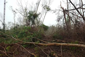 Hàng trăm ngàn hecta rừng ở miền Bắc bị thiệt hại bởi bão số 3 kéo theo nhiều hệ luỵ