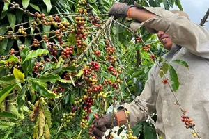 Xuất khẩu cà phê Việt Nam với giá cao kỷ lục, thị trường sôi động