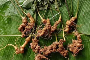 300 triệu đồng/kg củ sâm Lai Châu, nhiều người săn lùng 