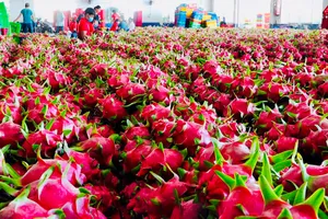 Thanh long, hồ tiêu 'tắc đường' sang châu Âu, doanh nghiệp kiến nghị khẩn
