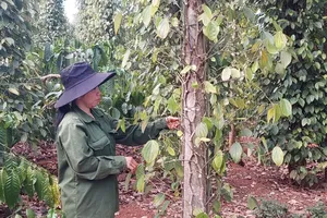 Giá tiêu bứt phá, nông dân và doanh nghiệp phấn khởi nhưng...