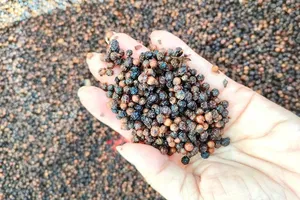 Thanh long đã hết tắc đường sang Châu Âu, nhưng hồ tiêu vẫn vướng