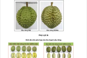Mở đường lớn cho 'vua trái cây' sầu riêng vươn xa