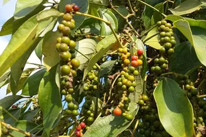 Nhiều lô hồ tiêu xuất khẩu bị 'kẹt' vì chờ giấy chứng nhận y tế