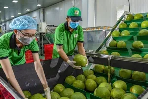 Quả bưởi của Việt Nam chính thức được xuất khẩu sang Úc