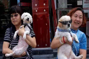 ‘Chính sách nuôi 1 chó’ gây xôn xao tại Trung Quốc