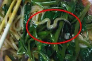 Hoảng hốt vì phát hiện rắn trong tô hủ tiếu