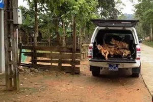 Sở Y tế Quảng Bình báo cáo vụ xe công chở gỗ lậu