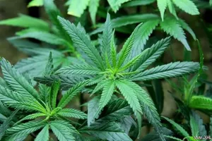 Đấu điện, cắm chông quanh vườn để trồng... cần sa