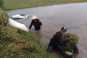 200 công an ngâm mình gặt lúa giúp dân chạy lũ