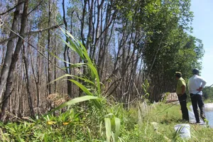 Hơn 3 ha rừng đặc dụng chết chưa rõ nguyên nhân