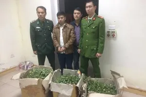 Lái taxi lên cửa khẩu chở 50 kg quả thuốc phiện tươi