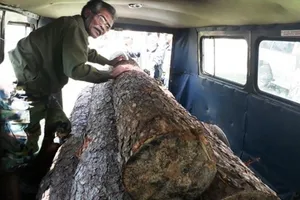 Dùng xe u oát vào rừng chở gỗ lậu