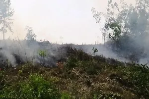 Điều tra vụ phá rừng rồi phóng hỏa để xóa dấu vết