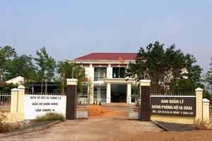 Thanh tra 240 ha rừng trồng bị mất 