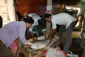 Bắt được cá nghi sủ vàng, nặng 26 kg 