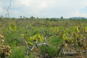 Phát hiện 18 ha rừng sát biên giới bị cắt hạ