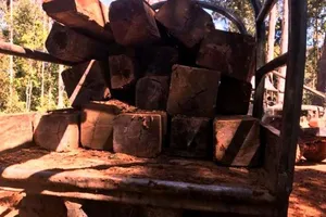 Thanh niên chở gỗ bằng xe máy 'độ', bị gỗ đè tử vong