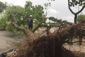 TP.HCM: Cây lớn ngã đổ do gió giật, 3 người đi đường bị thương