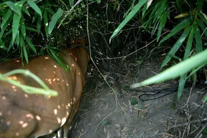 Bắt một người trộm bò theo lệnh truy nã