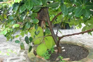 Bị khởi tố vì trộm 3 trái mít