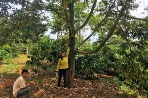 Vườn sầu riêng tiền tỉ bị đầu độc