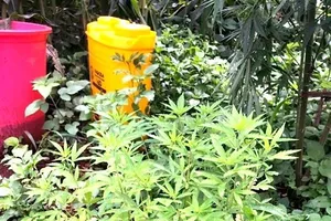 Hàng chục cây cần sa được trồng tại quán karaoke