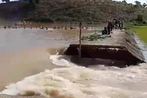 Vỡ đê bao ở Đắk Lắk, nước tràn vào hơn 1.000 ha lúa