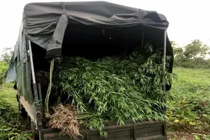 Phát hiện gần nửa tấn cây cần sa ven suối