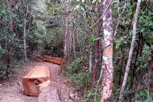 Cách chức vụ trong Đảng chủ tịch xã chở gỗ lậu đi đóng bàn ghế