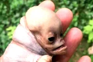 Sinh vật lạ giống người ở Kon Tum chỉ là 'chuyện bịa đặt'