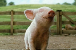 Thanh niên trốn truy nã sau khi trộm heo để ăn nhậu